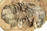 Fossil Calymene Trilobite In Nodule (Pos/Neg) - Morocco #251734-1